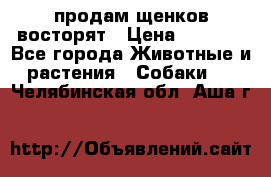 продам щенков восторят › Цена ­ 7 000 - Все города Животные и растения » Собаки   . Челябинская обл.,Аша г.